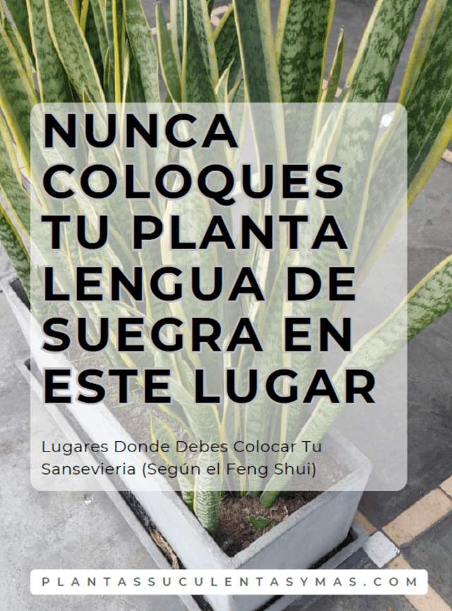 Cover Image for Nunca coloques tu planta lengua de suegra en este lugar